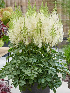 Астильба Lowlands White (Лоулендс Уайт)