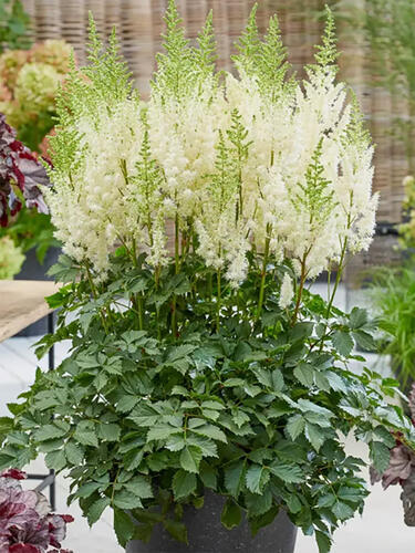 Астильба Lowlands White (Лоулендс Уайт)