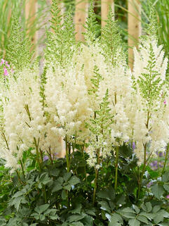 Астильба Lowlands White (Лоулендс Уайт)