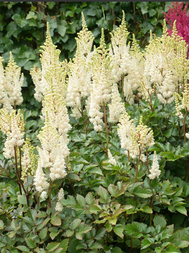 Астильба Lowlands White (Лоулендс Уайт)