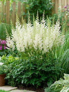 Астильба Lowlands White (Лоулендс Уайт)