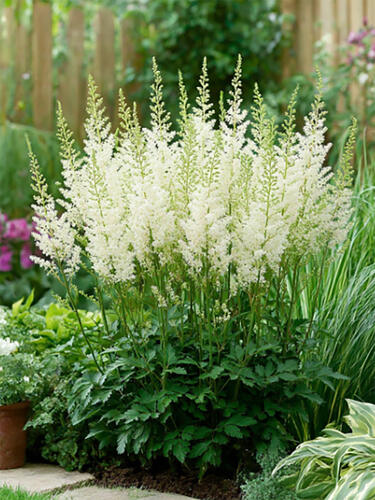 Астильба Lowlands White (Лоулендс Уайт)