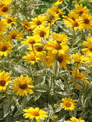 Гелиопсис Lorain Sunshine (Лорейн Саншайн)