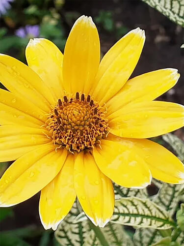 Гелиопсис Lorain Sunshine (Лорейн Саншайн)