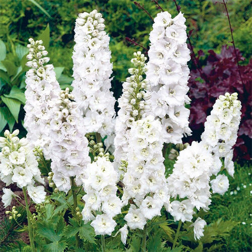 Дельфиниум Magic Fountain Pure White (Меджик Фонтейн Пьюр Вайт)