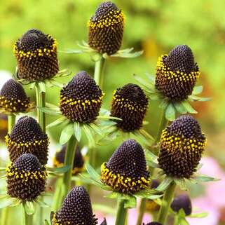 Рудбекия западная Black Beauty (Блэк Бьюти)
