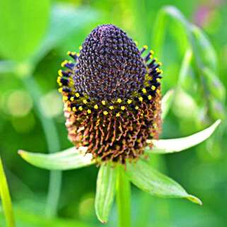 Рудбекия западная Black Beauty (Блэк Бьюти)