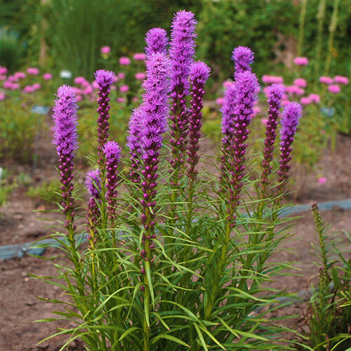 Лиатрис колосковый Spicata (Спиката)