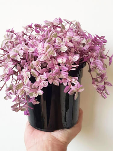 Каллизия Pink Panther (Розовая Пантера)