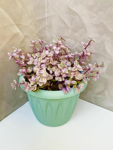 Каллизия Pink Panther (Розовая Пантера)