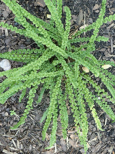 Кочедыжник Frizelliae (Фризелли)