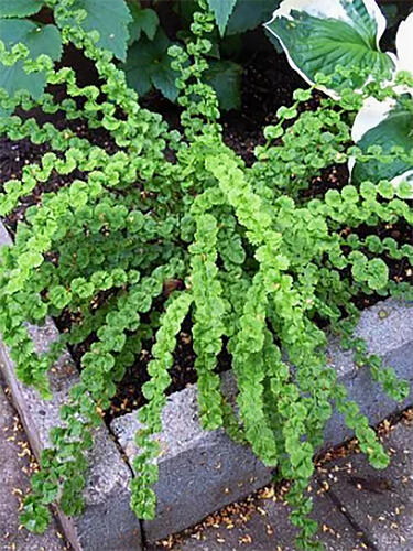 Кочедыжник Frizelliae (Фризелли)