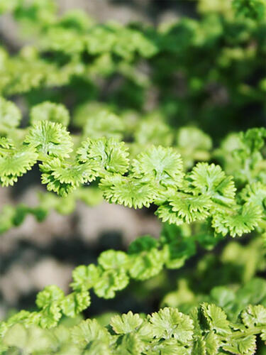 Кочедыжник Frizelliae (Фризелли)