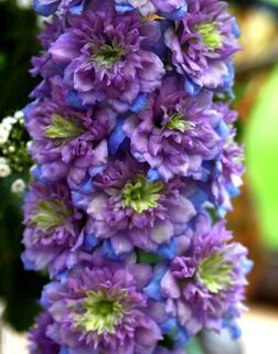 Дельфиниум Blueberry Pie