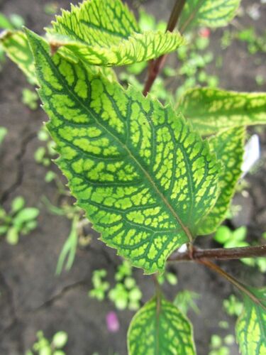 Гелиопсис Summer Green
