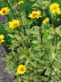 Гелиопсис Summer Green