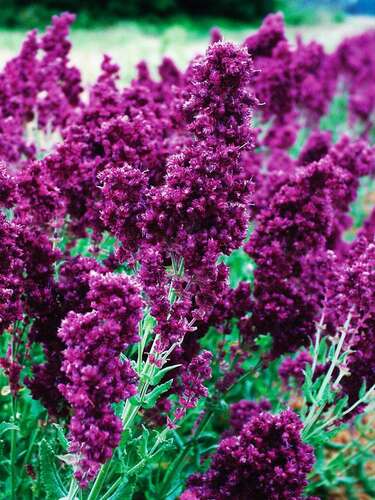 Шалфей дубравный Plumosa (Плюмоза)