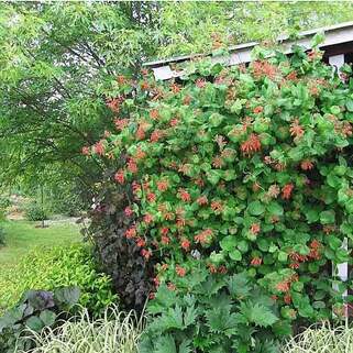 Жимолость Browna (Брауна)