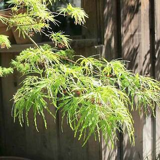 Клен веерный Seiryu (Сейрю)