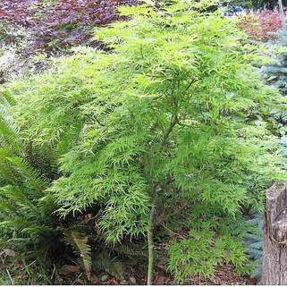 Клен веерный Seiryu (Сейрю)