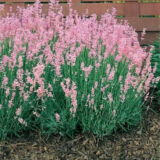 Лаванда узколистная Rosea (Розеа)