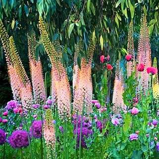 Эремурус гибридный Romance (Романс)