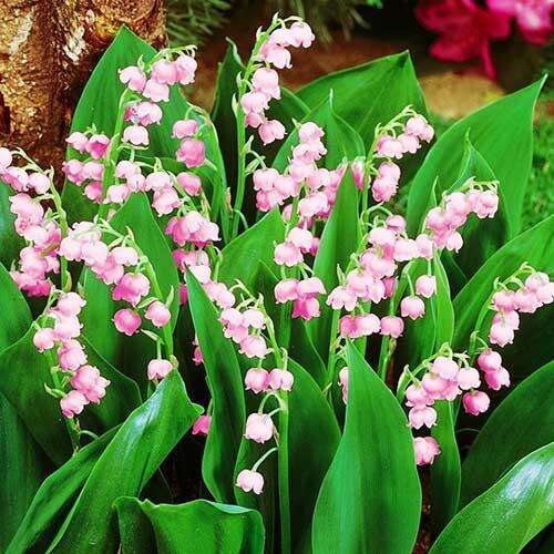 Ландыш майский Rosea (Розеа)