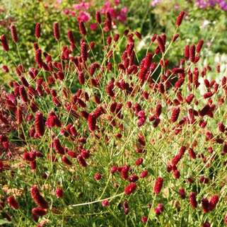 Кровохлёбка лекарственная Red Thunder (Ред Сандер)