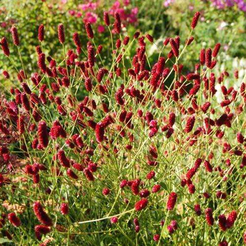 Кровохлёбка лекарственная Red Thunder (Ред Сандер)