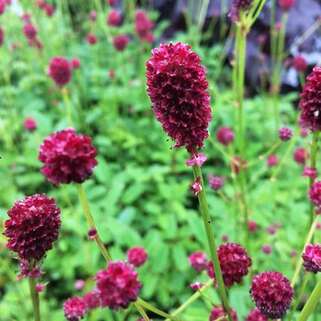 Кровохлёбка лекарственная Red Thunder (Ред Сандер)