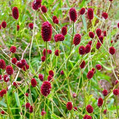 Кровохлёбка лекарственная Red Thunder (Ред Сандер)