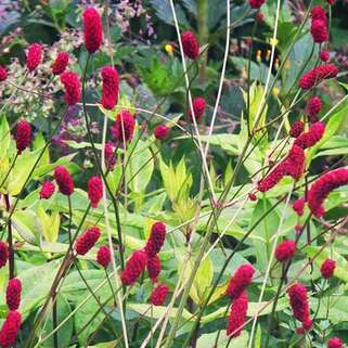 Кровохлёбка лекарственная Red Thunder (Ред Сандер)