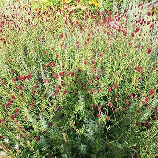 Кровохлёбка лекарственная Red Thunder (Ред Сандер)