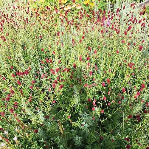 Кровохлёбка лекарственная Red Thunder (Ред Сандер)