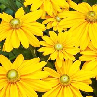 Рудбекия Olivia (Оливия)