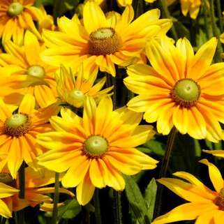 Рудбекия Olivia (Оливия)