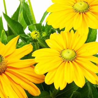 Рудбекия Olivia (Оливия)