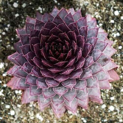 Молодило Purple Quartz (Пепл Кварц)