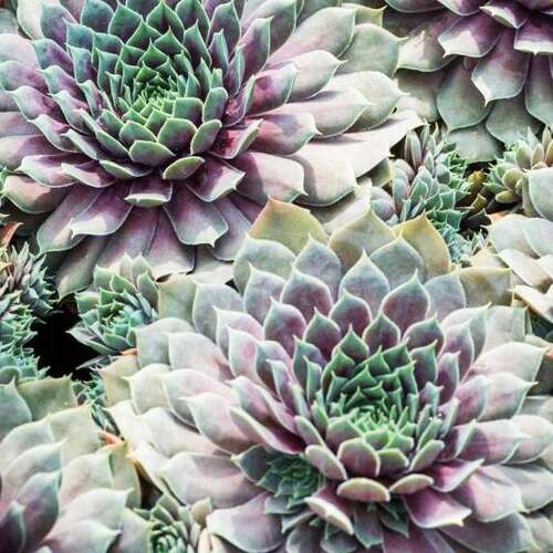 Молодило Purple Quartz (Пепл Кварц)