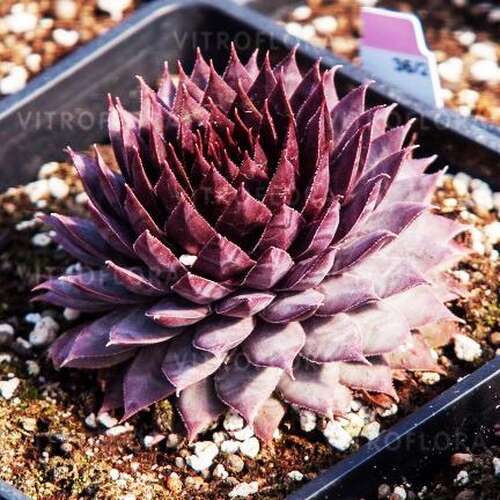 Молодило Purple Quartz (Пепл Кварц)