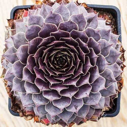 Молодило Purple Quartz (Пепл Кварц)