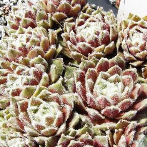 Молодило Rosa Mädchen (Роза Медхен)