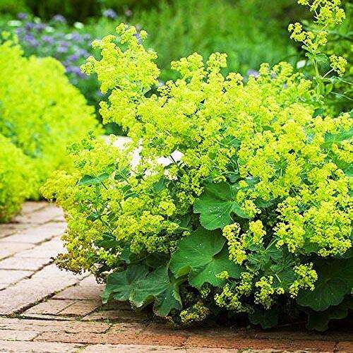 Манжетка мягкая Robustica (Робустика)