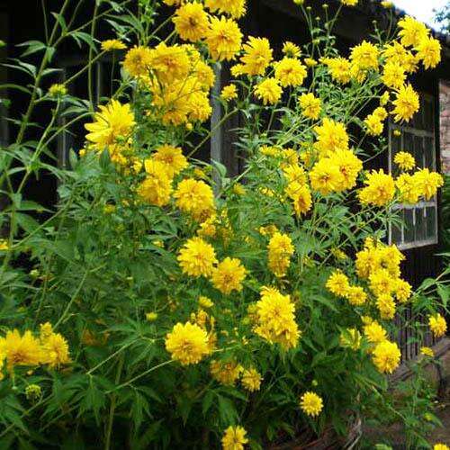 Рудбекия рассеченная Goldquelle (Голдквелле)