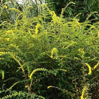 Золотарник морщинистый Fireworks (Файрворкс)