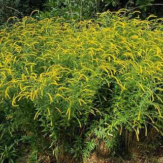 Золотарник морщинистый Fireworks (Файрворкс)