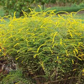 Золотарник морщинистый Fireworks (Файрворкс)