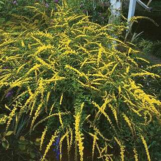 Золотарник морщинистый Fireworks (Файрворкс)