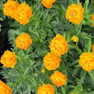 Купальница Orange Princess (Оранж Принцесс)