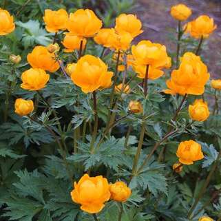 Купальница Orange Princess (Оранж Принцесс)